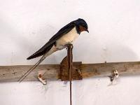 Rauchschwalbe bei einem Gasthof